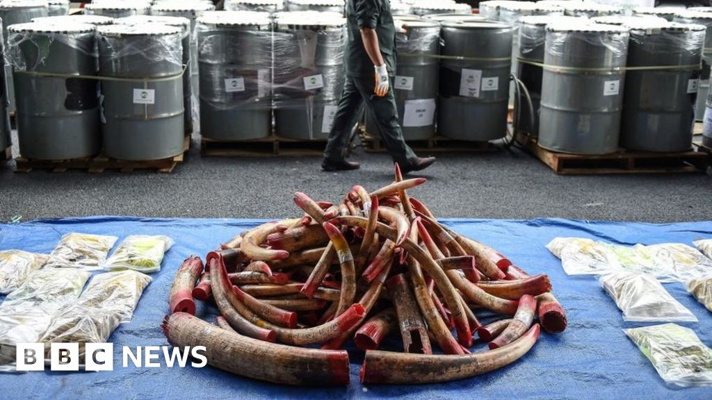 Global wildlife trade higher than was thought