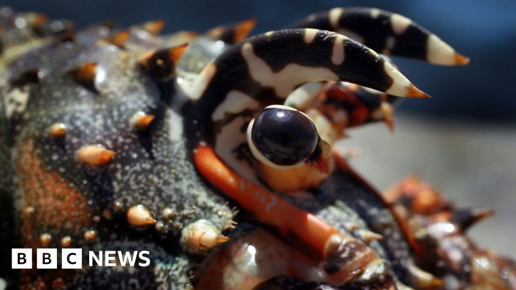 What's the kindest way to kill a lobster?