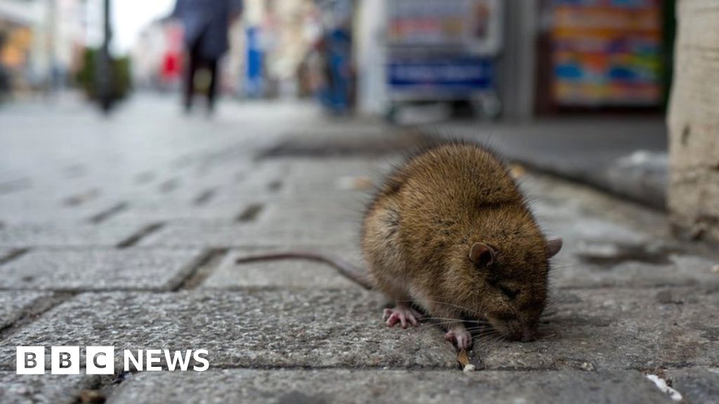 ‘Rats will hate this job posting’ – New York City seeks rat tsar