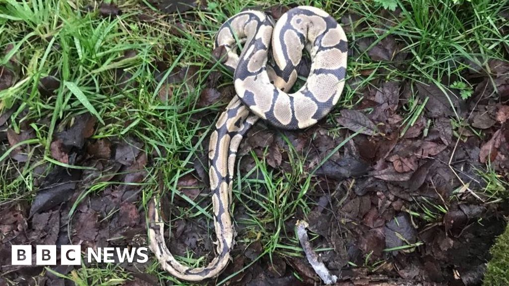 Three Pythons And Cat Found Dead In South Lanarkshire Woods Bbc News
