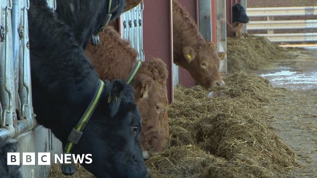 Pedometers used to boost cow breeding BBC News