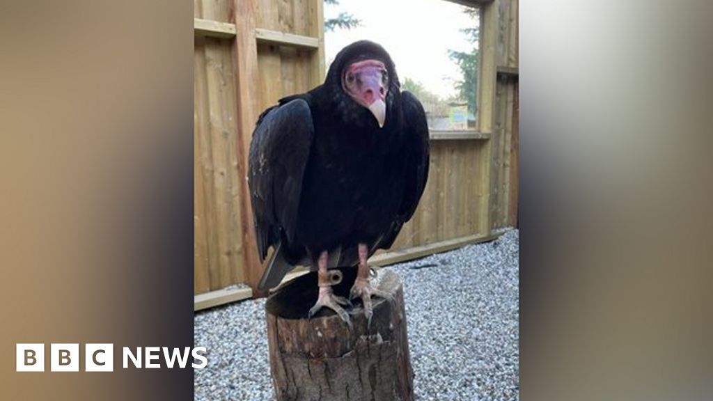 Vulture goes missing after display at Essex zoo