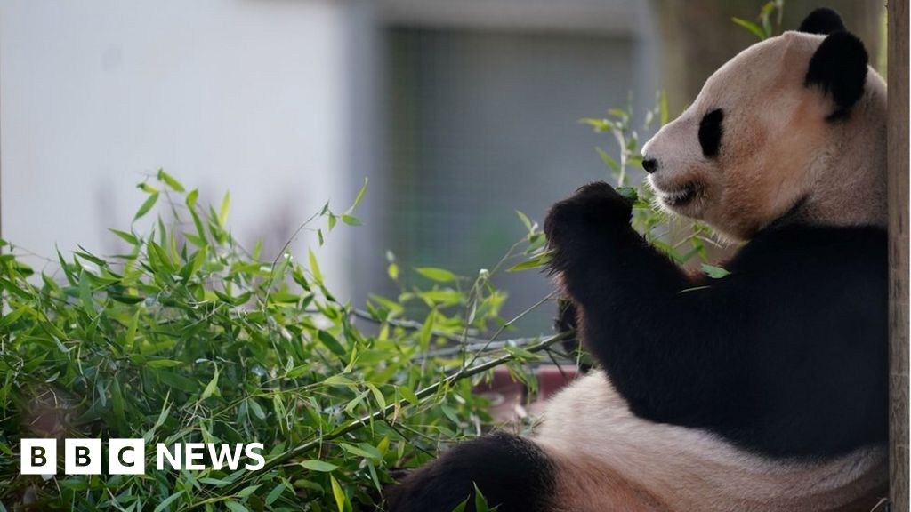 Посетителите на зоопарка в Единбург имат наблюдава своите гигантски панди