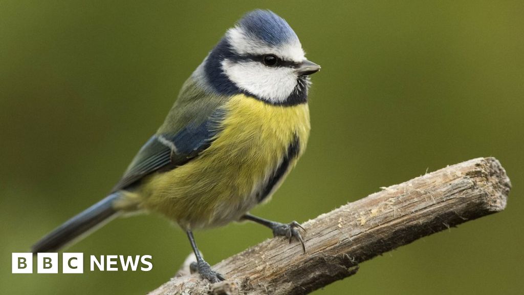 Big Garden Birdwatch: Public poised for wildlife survey