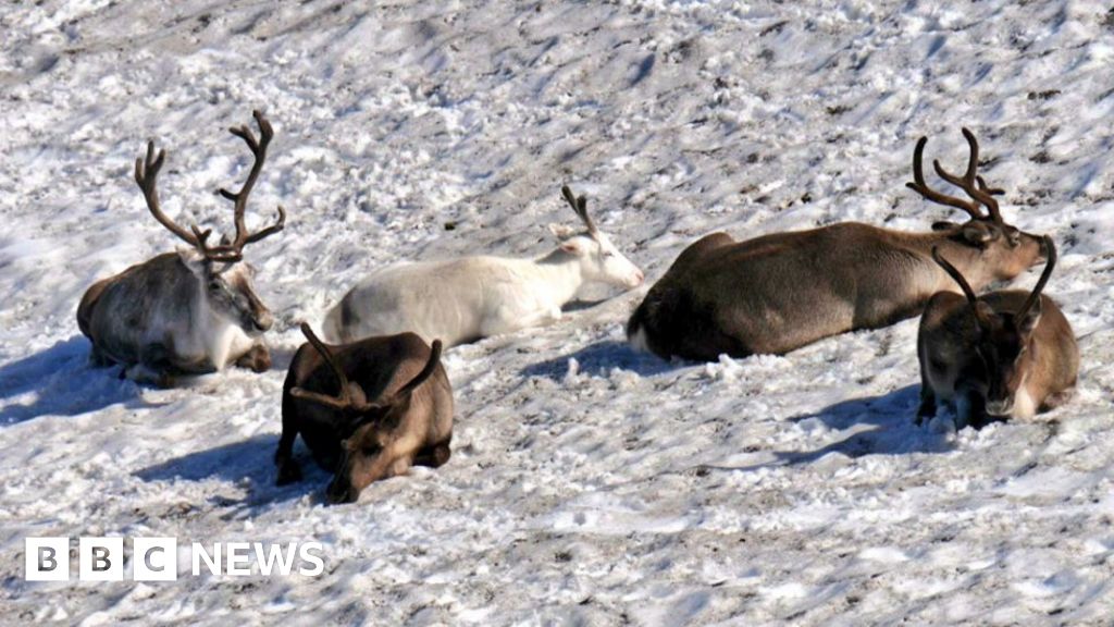 Cool And The Gang: Reindeer Gather On Snow Patch On Hot Day - Bbc News