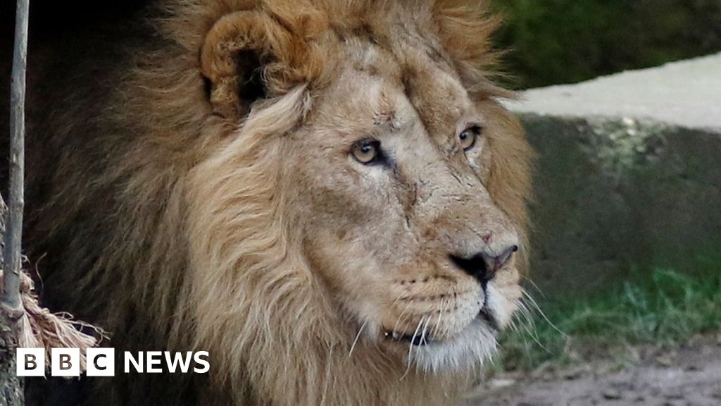 Briton injured in South Africa park lion attack - BBC News