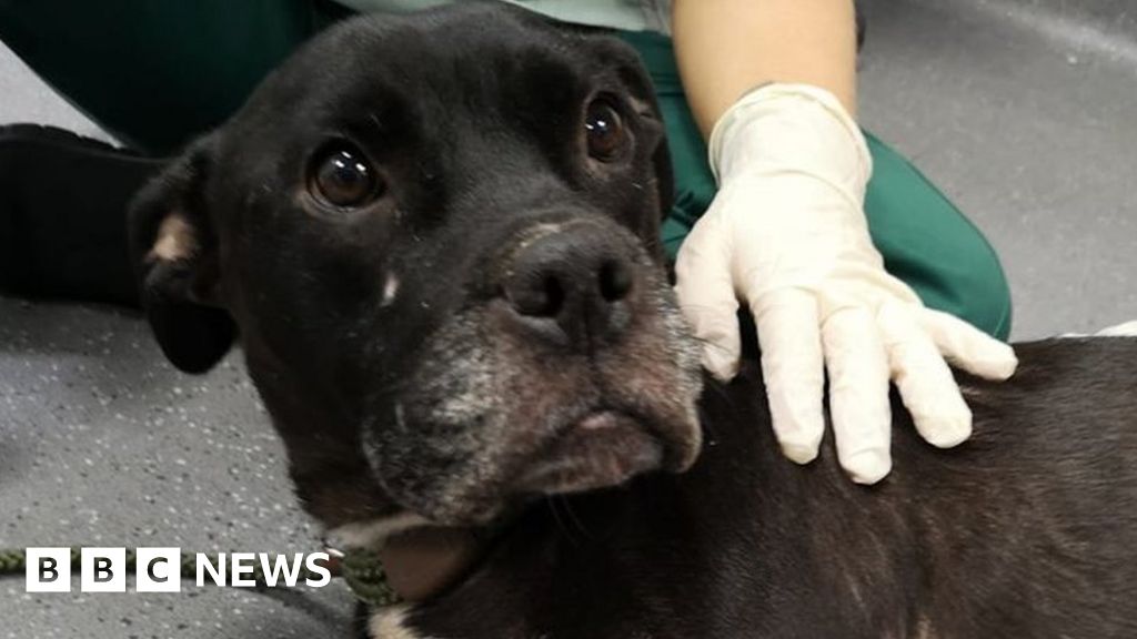 Injured Dog Found Alone In Water-filled Ditch In Birmingham - BBC News