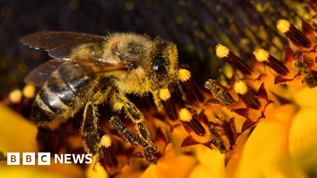 Bee-harming pesticide use 'makes a mockery' of ban