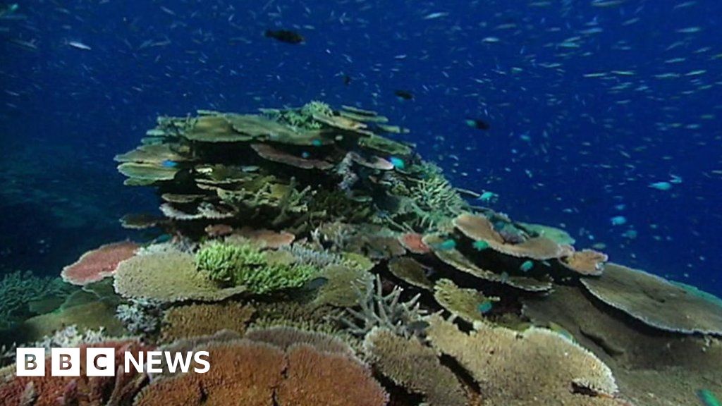How the Great Barrier Reef was saved in the 1960s