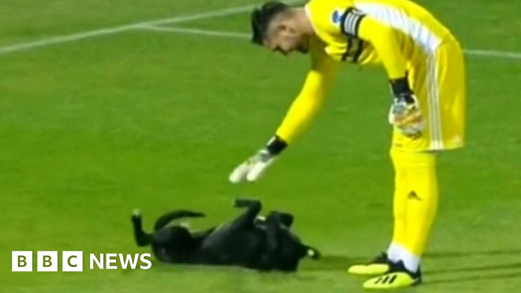 Dog invades football pitch during match - BBC News