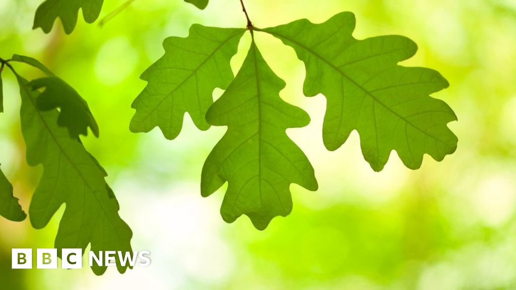 1,000-year-old oaks used to create 'super forest'