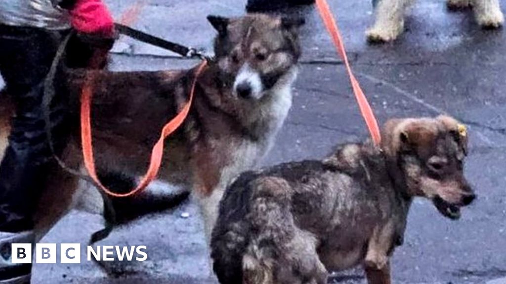 в СибирЛюбителите на кучета се надпреварват да спасят стотици бездомни