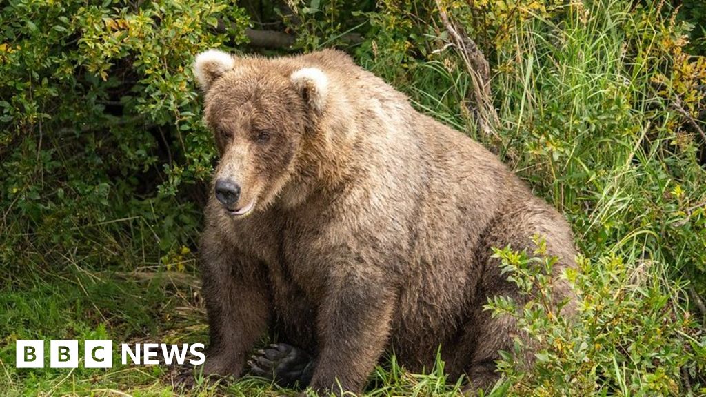 Fat Bear Week: Race is on for Alaska’s bulkiest grizzly – BBC