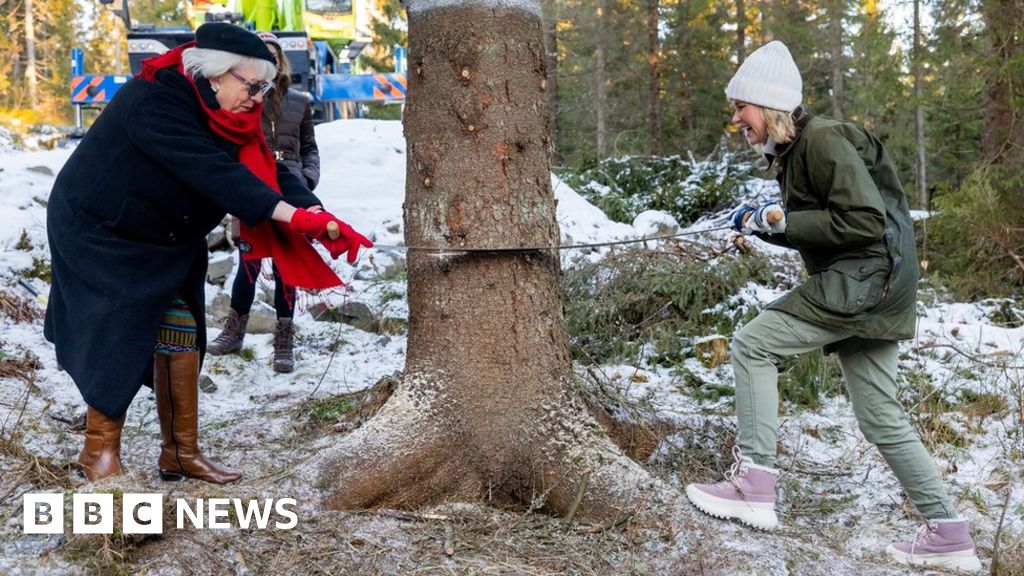 Trafalgar Square: Norwegian Christmas tree felled ahead of London journey