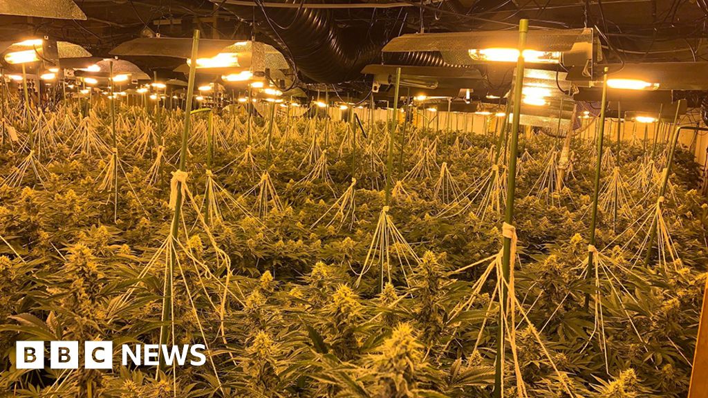 Wombwell £1m cannabis factory found by police BBC News
