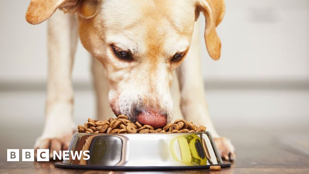 Genetic drive to overeat found in labradors and humans