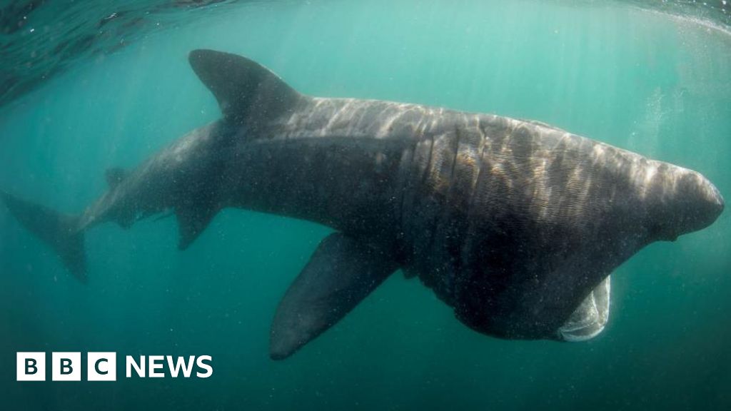 ‘Worrying’ fall in basking sharks on Scotland’s west coast