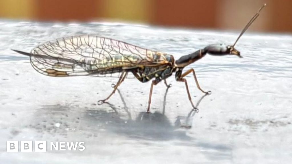 Rarely seen predatory snakefly spotted in Inverness garden