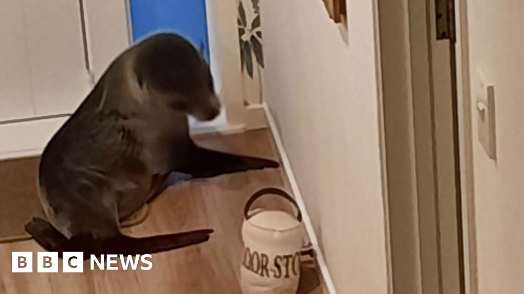 New Zealand: ‘Teenage’ seal breaks into marine biologist’s home