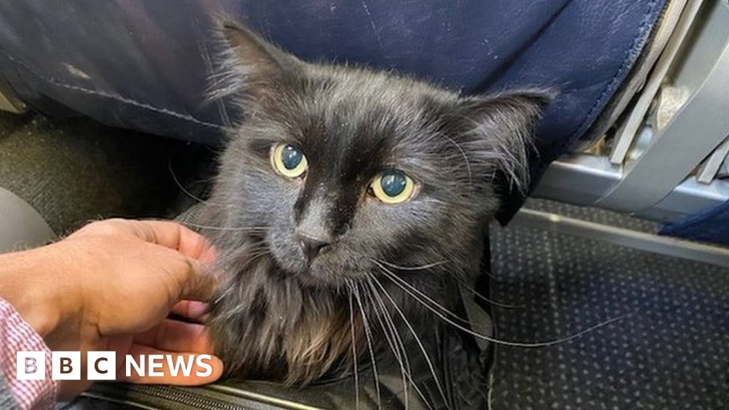 Owner reunited with cat found 1,200 miles from Portland home