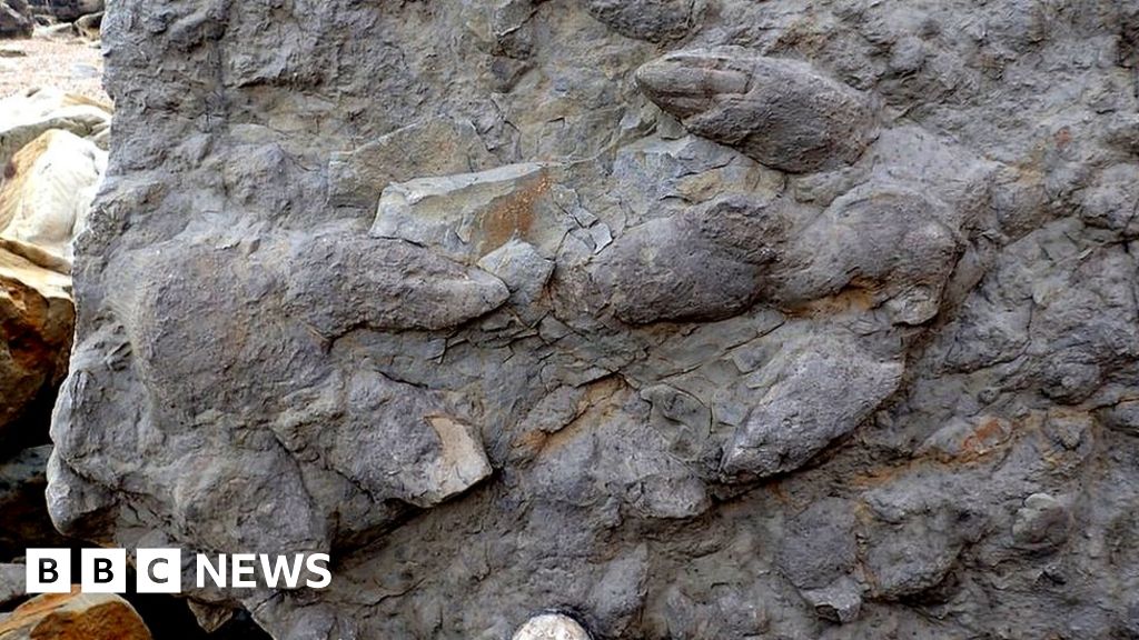 Hastings dinosaur footprints exposed by cliff erosion - BBC News