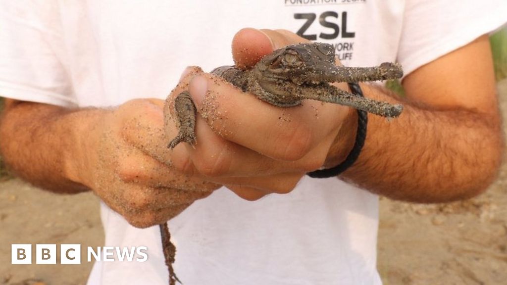 New hope for one of world's most endangered reptiles - BBC News