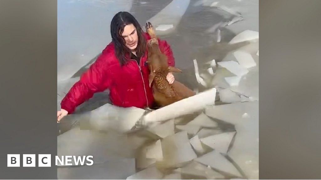 Teenager jumps into frozen pond to rescue calf