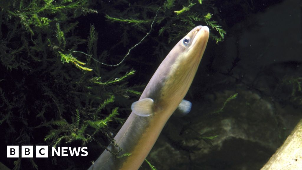Swedish PM in hot water over eel fishing scandal