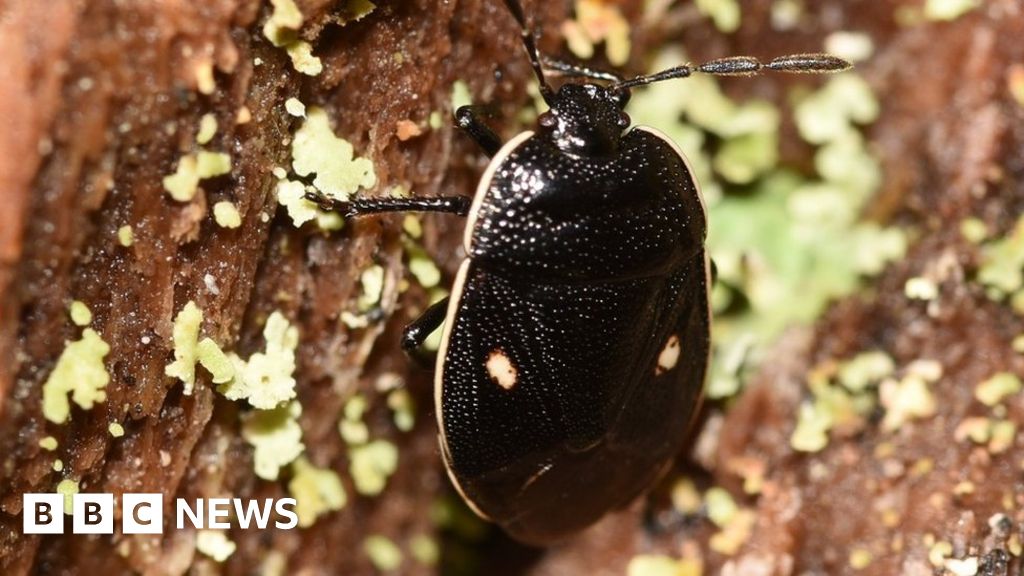 Rare bug spotted for first time in more than 30 years