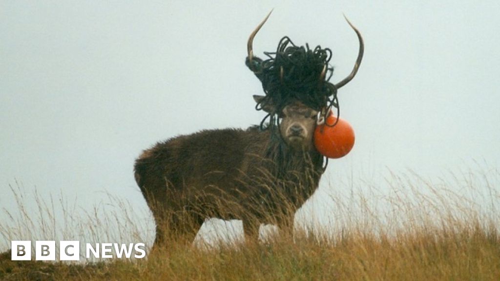Stags on Rum found tangled in discarded fishing gear