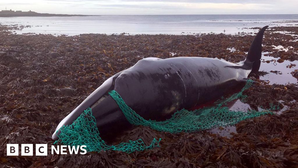 The deadly 'ghost gear' which haunts seas and coastlines thumbnail