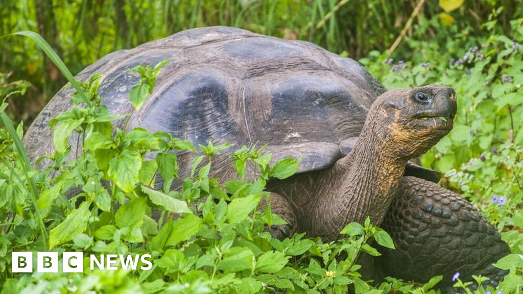 15 giant Galápagos tortoises found slaughtered