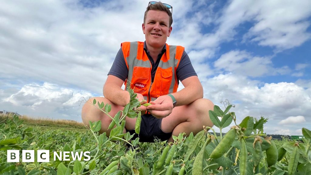 Pea shortage fears over earliest harvest in years