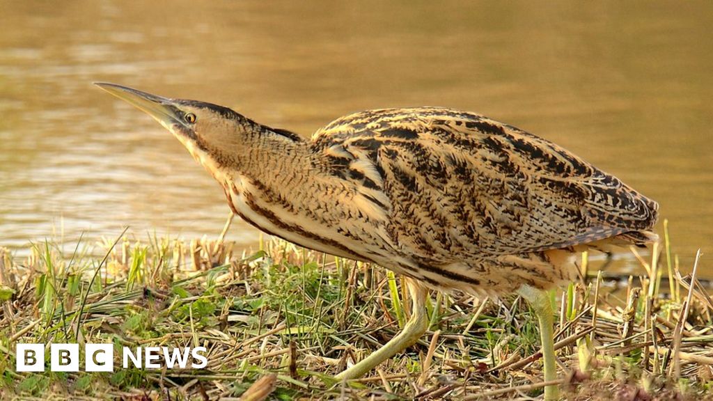 Bittern bird store