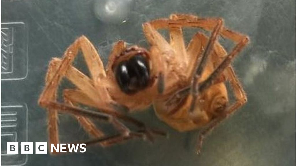 'Deadly' spider babies found in Lidl Nuneaton bananas BBC News