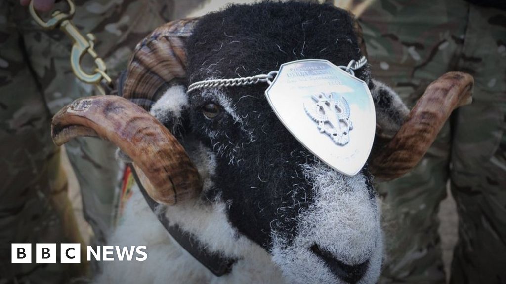 mercian-regiment-s-mascot-ram-dies-day-before-big-parade-bbc-news