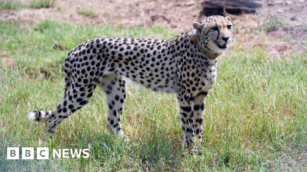 modi-india-pm-reintroduces-extinct-cheetahs-on-birthday