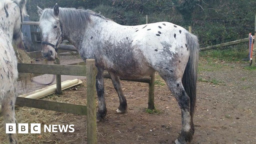 Fallen tree kills rescue horse at Ponderosa Pony Rescue - BBC News