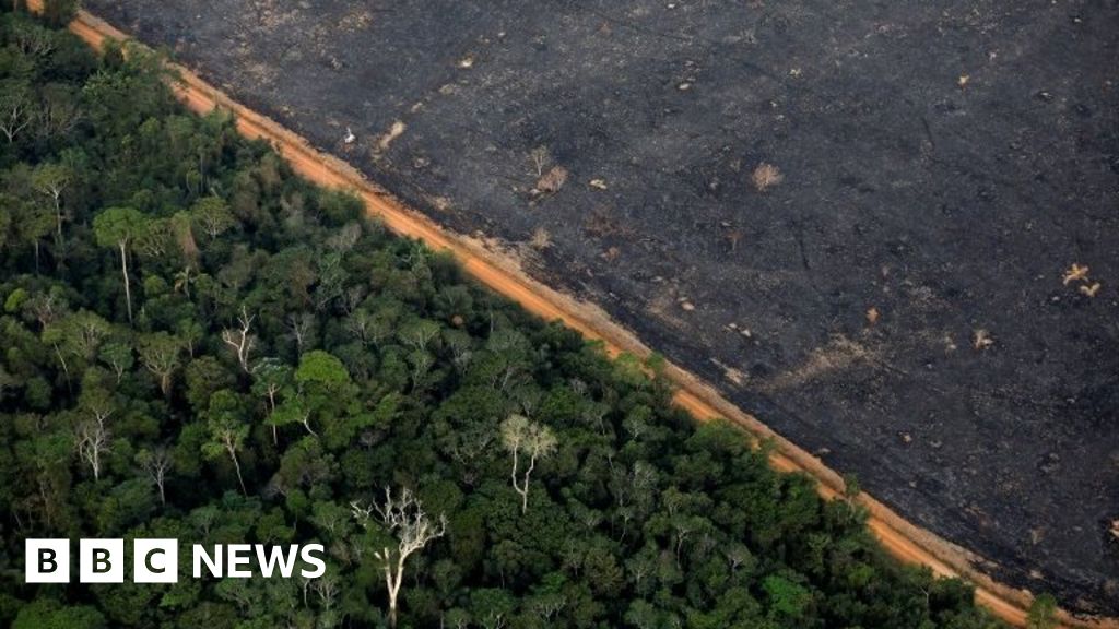 Brazil's : Deforestation high in January despite rainy season