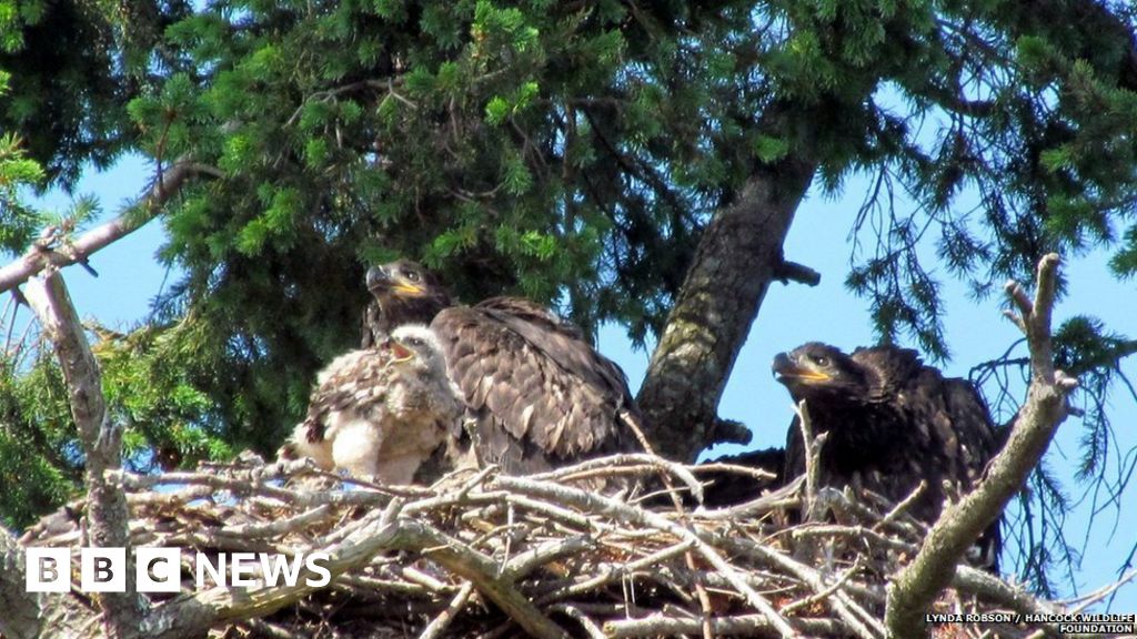 Bald Eagles Adopt Mortal Enemy Baby Red Tailed Hawk Bbc News