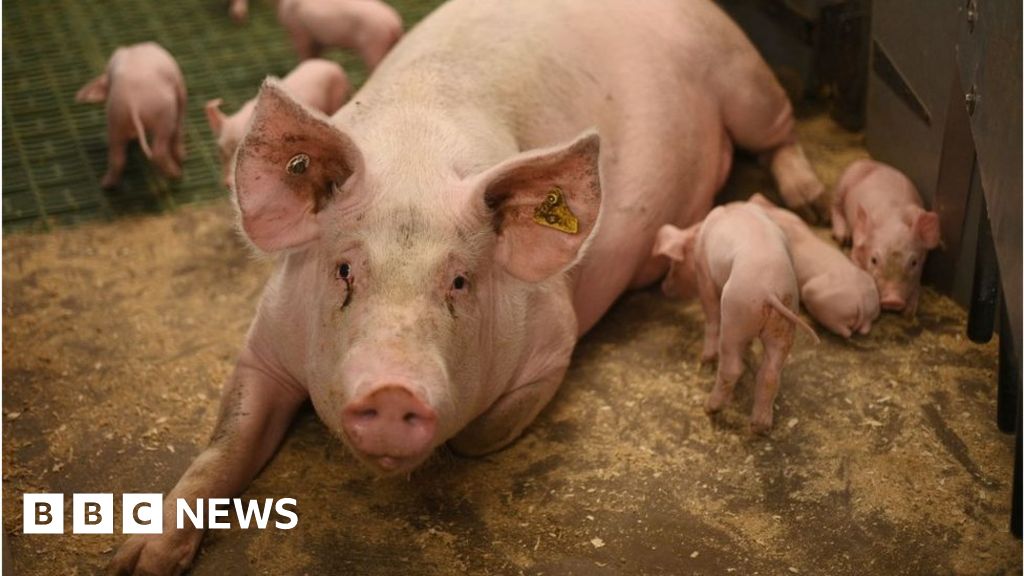 Labour shortage a human disaster for pig farms