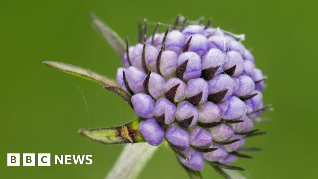 Non-native plants outnumber British flora, major report finds