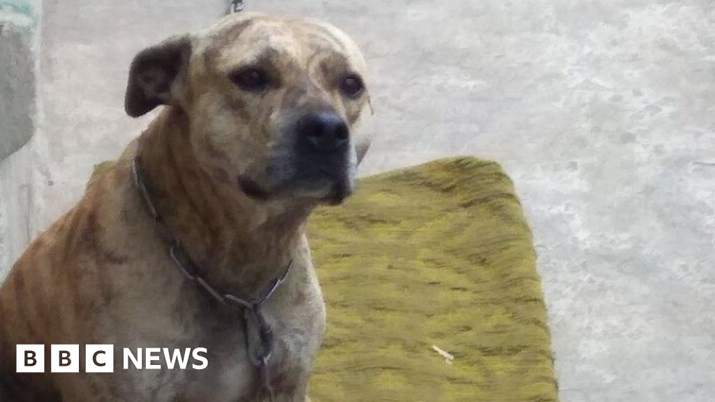 Ukraine: Dogs auctioned to pay owners' debts - BBC News