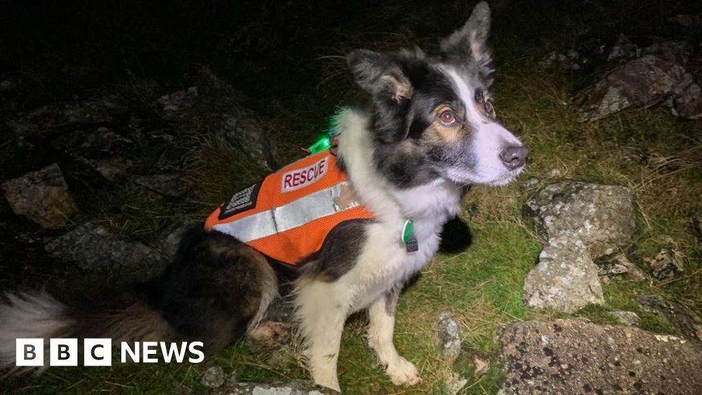 Rescue dog praised for finding couple in Scafell Pike gully - BBC News