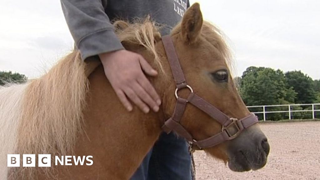 Leedsbased Equine Pathways UK helps trauma recovery BBC News
