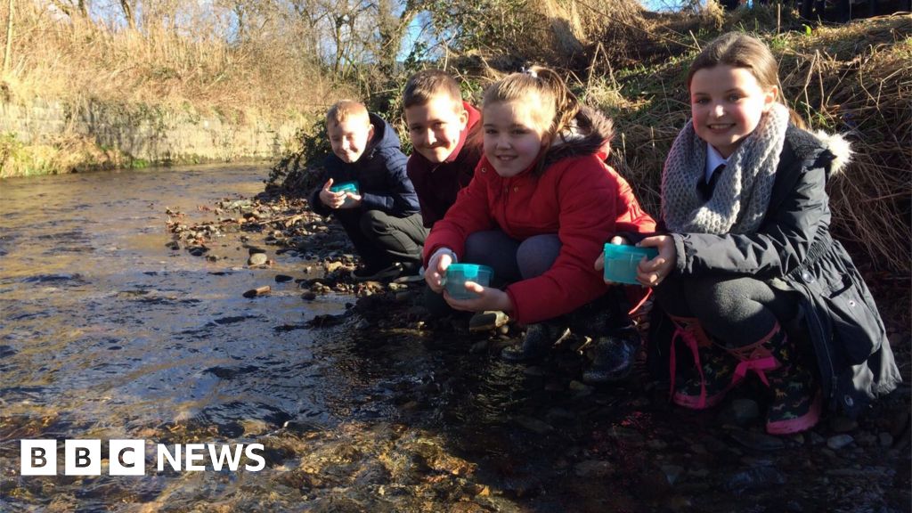 Pupils run trout hatcheries in classrooms BBC News