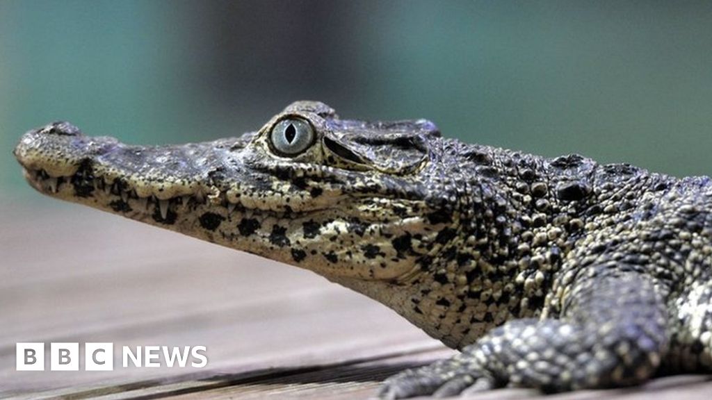 Fidel Castro S Crocodile Bites Man At Swedish Aquarium Bbc News