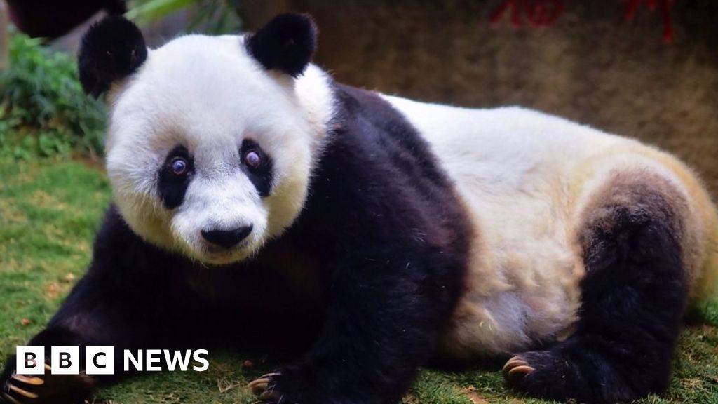 World's oldest giant panda dies aged 37 - BBC News