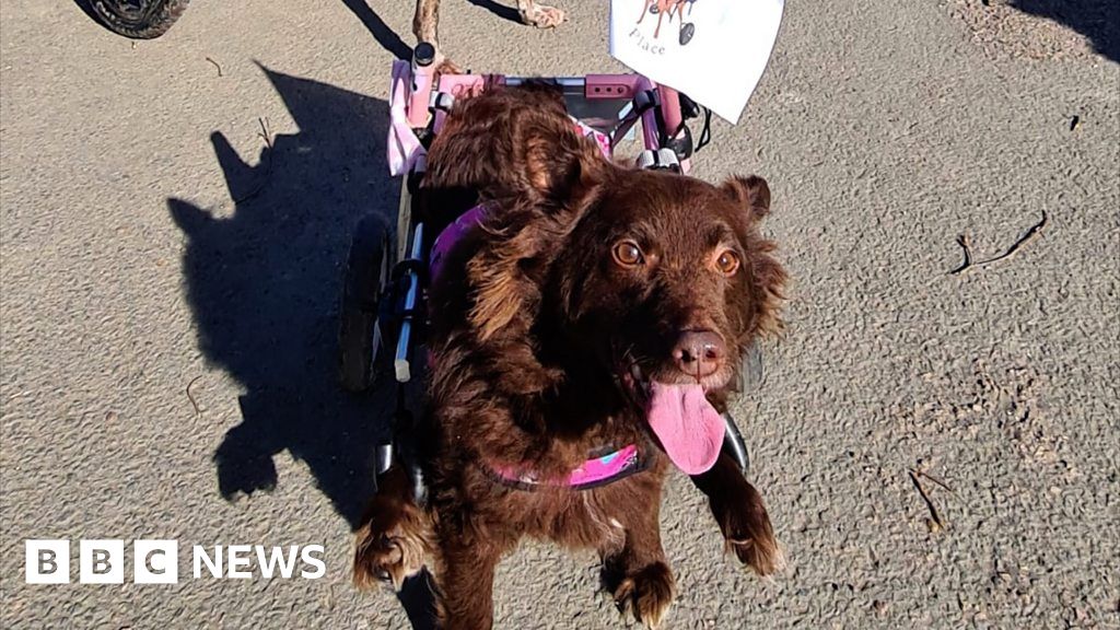 Dogs using wheelchairs complete Plymouth charity walk