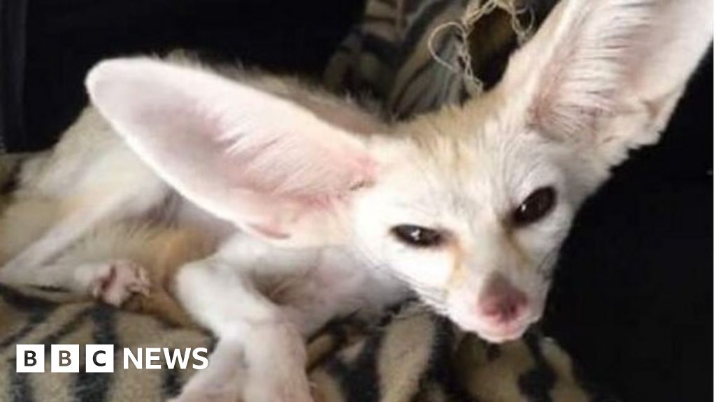 Is It Cruel To Keep A Pet Fox On A Vegan Diet c News